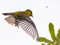 Townsend's Warbler - Miller Canyon Trail, Cochise County, Arizona - May 3, 2023