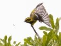 Townsend's Warbler - Miller Canyon Trail, Cochise County, Arizona - May 3, 2023