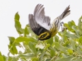 Townsend's Warbler - Miller Canyon Trail, Cochise County, Arizona - May 3, 2023
