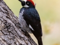 Acorn Woodpecker -  Miller Canyon--Beatty's Guest Ranch , Cochise County, Arizona - May 3, 2023