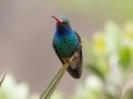 Broad-billed Hummingbird -  Miller Canyon--Beatty's Guest Ranch , Cochise County, Arizona - May 3, 2023
