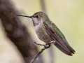 Anna's Hummingbird -  Miller Canyon--Beatty's Guest Ranch , Cochise County, Arizona - May 3, 2023