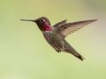 Anna's Hummingbird -  Miller Canyon--Beatty's Guest Ranch , Cochise County, Arizona - May 3, 2023