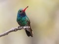 Broad-billed Hummingbird -  Miller Canyon--Beatty's Guest Ranch , Cochise County, Arizona - May 3, 2023