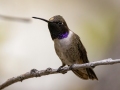Black-chinned Hummingbird -  Miller Canyon--Beatty's Guest Ranch , Cochise County, Arizona - May 3, 2023