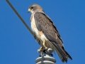 Swainson's Hawk - 5820 S Boulder Pl, Hereford US-AZ 31.46343, -110.26791 - Cochise County, Arizona - May 8, 2023