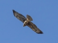 Red-tailed Hawk -  Grasslands between Proctor Rd and Florida Wash, Pima County, Arizona - May 6, 2023