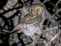 Elf Owl -  Battiste's Bird Garden, Cochise County, Arizona - May 9, 2023