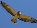 Swainson's Hawk - 5820 S Boulder Pl, Hereford US-AZ 31.46343, -110.26791 - Cochise County, Arizona - May 8, 2023