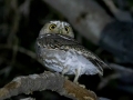 Elf Owl -  Battiste's Bird Garden, Cochise County, Arizona - May 9, 2023