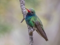 Broad-billed Hummingbird -  Miller Canyon--Beatty's Guest Ranch , Cochise County, Arizona - May 3, 2023