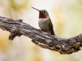 Broad-tailed Hummingbird -  Miller Canyon--Beatty's Guest Ranch , Cochise County, Arizona - May 3, 2023