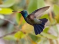 Broad-billed Hummingbird -  Miller Canyon--Beatty's Guest Ranch , Cochise County, Arizona - May 3, 2023