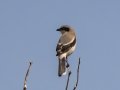 Loggerhead Shrike -  Grasslands between Proctor Rd and Florida Wash, Pima County, Arizona - May 6, 2023