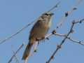 Botteri's Sparrow -  Grasslands between Proctor Rd and Florida Wash, Pima County, Arizona - May 6, 2023