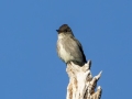 Olive-sided Flycatcher - Lower Sonoita Creek, Santa Cruz County, Arizona - May 12, 2023