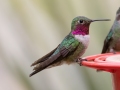 Broad-tailed Hummingbird -  Miller Canyon--Beatty's Guest Ranch , Cochise County, Arizona - May 3, 2023