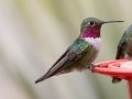 Broad-tailed Hummingbird -  Miller Canyon--Beatty's Guest Ranch , Cochise County, Arizona - May 3, 2023