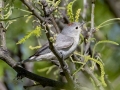 Lucy's Warbler - 5820 S Boulder Pl, Hereford US-AZ 31.46343, -110.26791 - Cochise County, Arizona - May 8, 2023