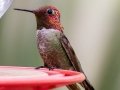 Anna's Hummingbird -  Miller Canyon--Beatty's Guest Ranch , Cochise County, Arizona - May 3, 2023