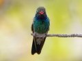Broad-billed Hummingbird -  Miller Canyon--Beatty's Guest Ranch , Cochise County, Arizona - May 3, 2023