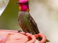 Anna's Hummingbird -  Miller Canyon--Beatty's Guest Ranch , Cochise County, Arizona - May 3, 2023