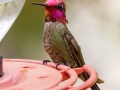Anna's Hummingbird -  Miller Canyon--Beatty's Guest Ranch , Cochise County, Arizona - May 3, 2023