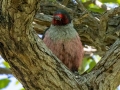 Lewis's Woodpecker - Madera Canyon--Santa Rita Lodge, Santa Cruz County, Arizona - May 6, 2023