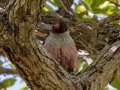 Lewis's Woodpecker - Madera Canyon--Santa Rita Lodge, Santa Cruz County, Arizona - May 6, 2023