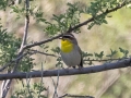Rufous-capped Warbler -  Patagonia Roadside Rest Area, Santa Cruz County, Arizona - May 4, 2023