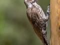 Arizona Woodpecker - Madera Canyon--Santa Rita Lodge, Santa Cruz County, Arizona - May 6, 2023