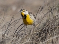 Chihuahuan Meadowlark - Stateline Rd. (Cochise Co.), Cochise County, Arizona - May 10, 2023