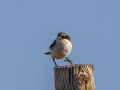Loggerhead Shrike - Stateline Rd. (Cochise Co.), Cochise County, Arizona - May 10, 2023