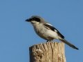 Loggerhead Shrike - Stateline Rd. (Cochise Co.), Cochise County, Arizona - May 10, 2023
