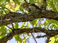 Northern Pygmy-Owl (Mountain) with Lizard -  Ramsey Canyon Preserve, Cochise County, Arizona - May 8, 2023