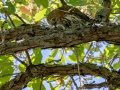Northern Pygmy-Owl (Mountain) with Lizard -  Ramsey Canyon Preserve, Cochise County, Arizona - May 8, 2023