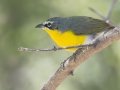 Yellow-breasted Chat - Paton Center for Hummingbirds (Patons' Yard)  - Santa Cruz County, Arizona - May 4, 2023