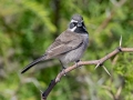 Black-throated Sparrow  - 	Portal--Willow Tank, Cochise County, Arizona - May 10, 2023