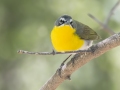 Yellow-breasted Chat - Paton Center for Hummingbirds (Patons' Yard)  - Santa Cruz County, Arizona - May 4, 2023