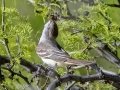Ash-throated Flycatcher - 	Portal--Willow Tank, Cochise County, Arizona - May 10, 2023