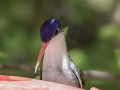 Violet-crowned Hummingbird - Paton Center for Hummingbirds (Patons' Yard)  - Santa Cruz County, Arizona - May 4, 2023