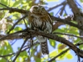 Northern Pygmy-Owl (Mountain) -  Ramsey Canyon Preserve, Cochise County, Arizona - May 8, 2023