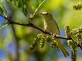 Yellow Warbler - Paton Center for Hummingbirds (Patons' Yard)  - Santa Cruz County, Arizona - May 4, 2023