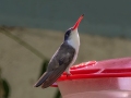 Violet-crowned Hummingbird - Paton Center for Hummingbirds (Patons' Yard)  - Santa Cruz County, Arizona - May 4, 2023