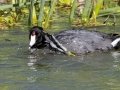 American Coot - 	Portal--Willow Tank, Cochise County, Arizona - May 10, 2023