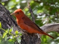Summer Tanager - Paton Center for Hummingbirds (Patons' Yard)  - Santa Cruz County, Arizona - May 4, 2023