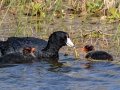 American Coot - 	Portal--Willow Tank, Cochise County, Arizona - May 10, 2023