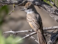 Ash-throated Flycatcher - 	Portal--Willow Tank, Cochise County, Arizona - May 10, 2023