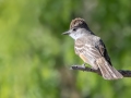 Ash-throated Flycatcher - 	Portal--Willow Tank, Cochise County, Arizona - May 10, 2023