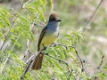 Brown-crested Flycatcher - Paton Center for Hummingbirds (Patons' Yard)  - Santa Cruz County, Arizona - May 4, 2023